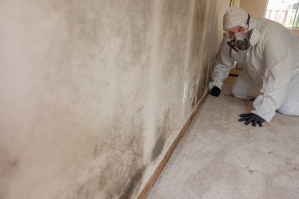 Best Mold Damage Restoration  in Salyersville, KY